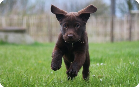 A small brown puppy scampers through the grass