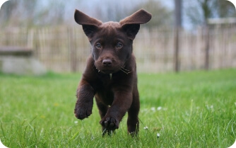 A small brown puppy scampers through the grass
