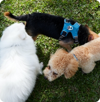 Three dogs sniffing each other at the dog park