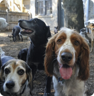 Dogs at a doggy day care all look into the camera happily