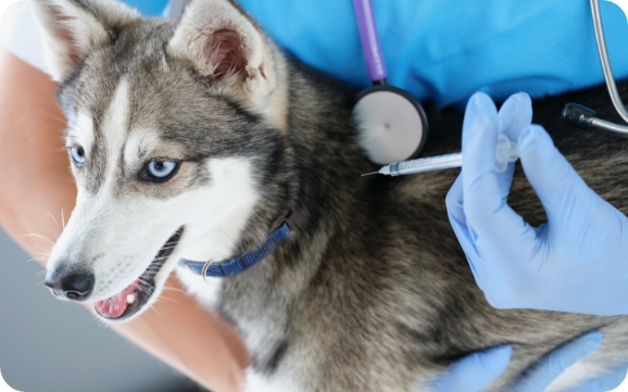 A husky gets an injection from a vet