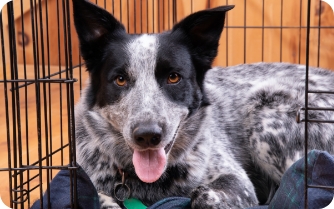 A dog in a kennel