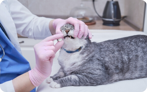 A vet inspects a cat's teeth
