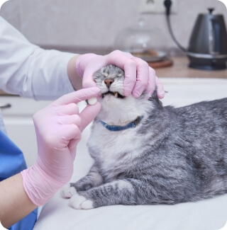 A vet inspects a cat's teeth