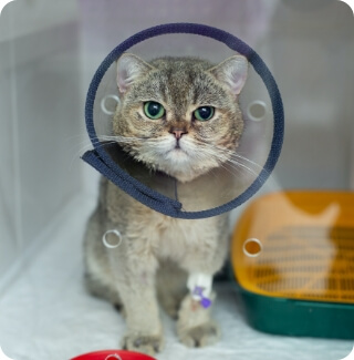 A kitten in a cone looks at you from inside its kennel