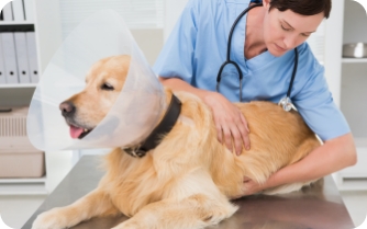 A yellow lab wearing a cone gets inspected by a vet