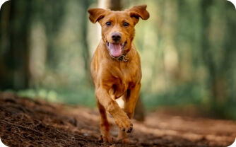 A young dog scampers through the woods