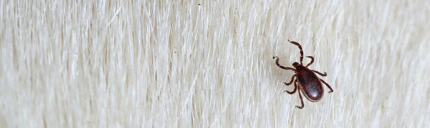 A black legged tick on a dog's white fur
