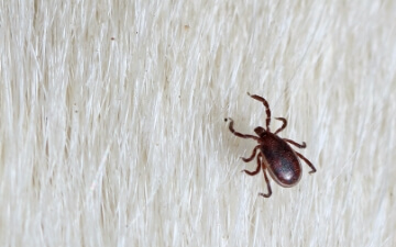 A black legged tick on a dog's white fur