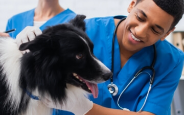 A vet inspects a happy dog