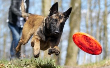 A dog jumps after a frisbee