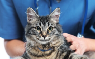 A cat undergoing a wellness exam by a vet