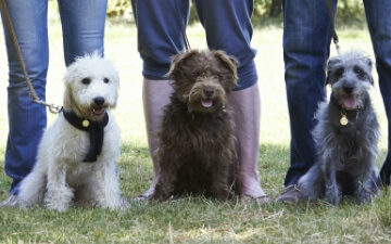 Three dogs sitting at each of their owners' feet