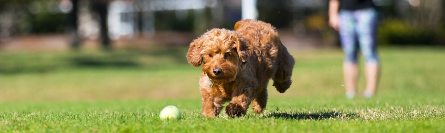 A puppy chases a ball at the park