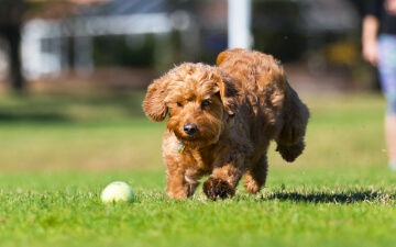 A puppy chases a ball at the park