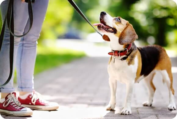 A beagle looks up happily at its owner | Healthy Habits For New Pets