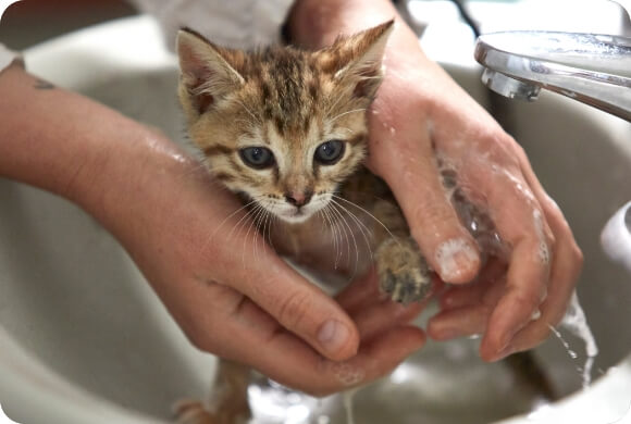 A small kitten is being washed in the sink | Healthy Habits For New Pets