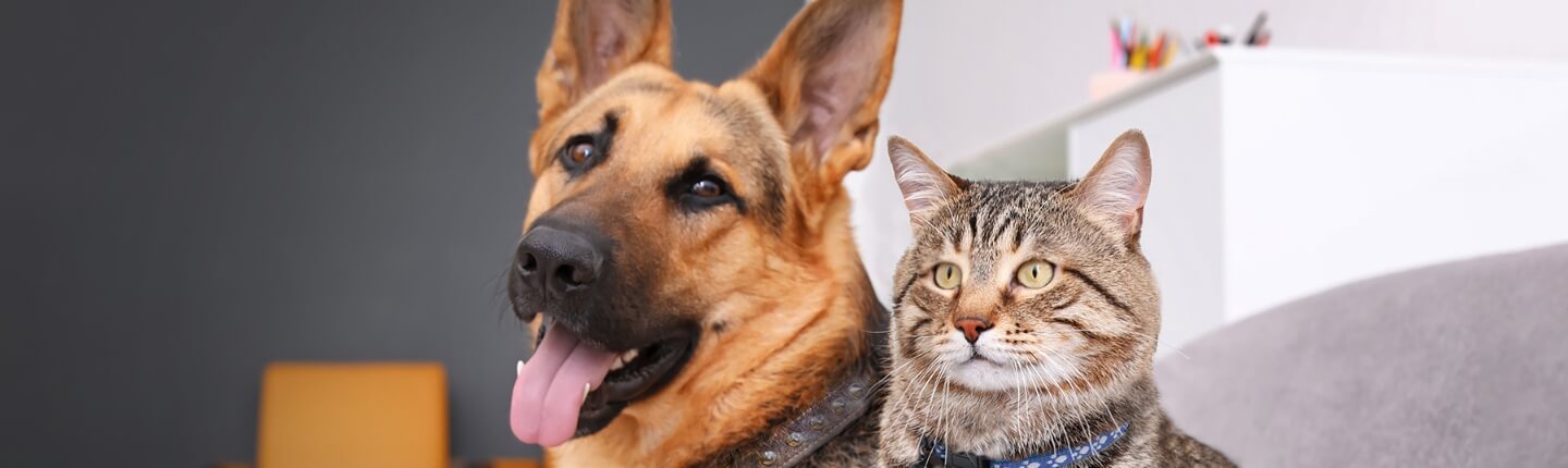 A German Shepherd and a cat sit next to each other | Healthy Habits For New Pets