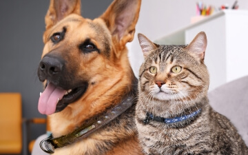 A German Shepherd and a cat sit next to each other | Healthy Habits For New Pets