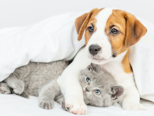 A brown and white puppy cuddles a small grey kitten | Healthy Habits For New Pets