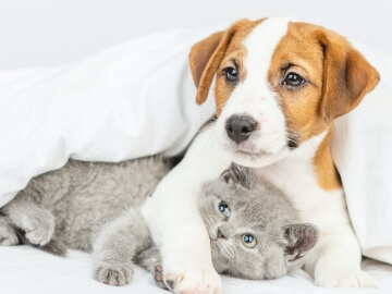 A brown and white puppy cuddles a small grey kitten | Healthy Habits For New Pets
