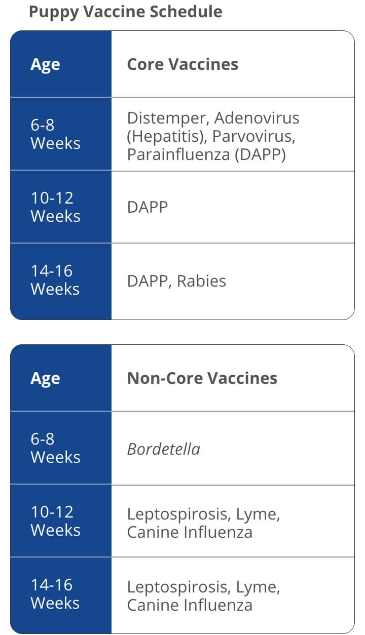 A chart showing an example of a vaccination schedule for puppies. The chart shows that at 6-8 weeks of age, puppies require the Distemper, Adenovirus (Hepatitis), Parvovirus (DAP), and Bordetella vaccines. At 10-12 Weeks, they need DAP, Leptospirosis, and Lyme. At 14-16 Weeks, they need DAP, Rabies†, Leptospirosis, and Lyme. | Healthy Habits For New Pets