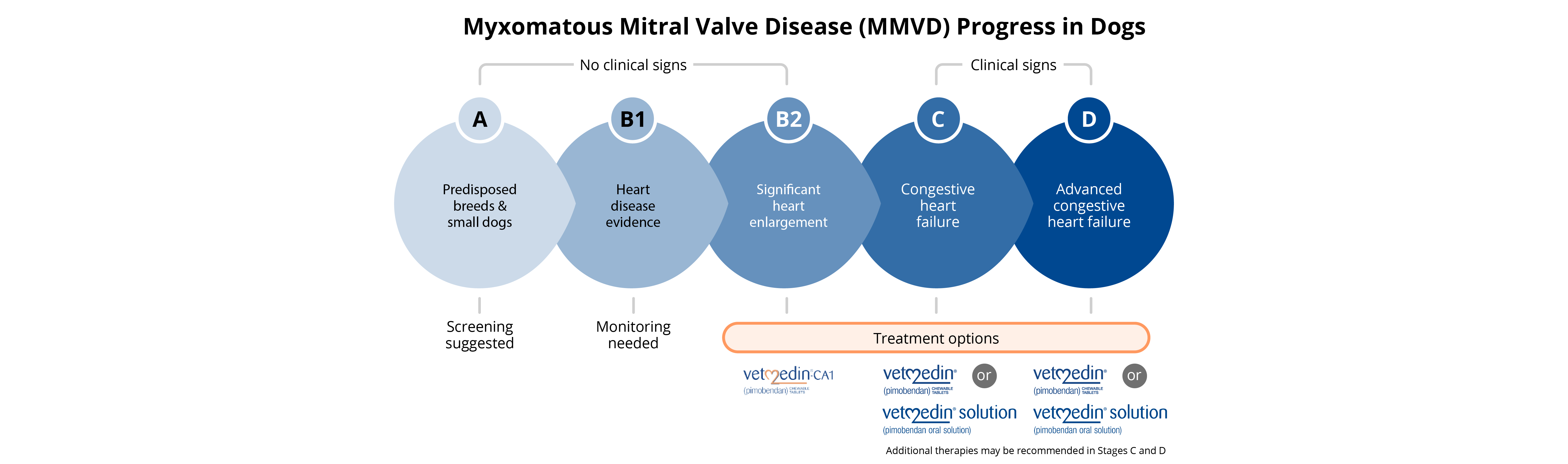 Graphic of the Myxomatous mitral valve disease process