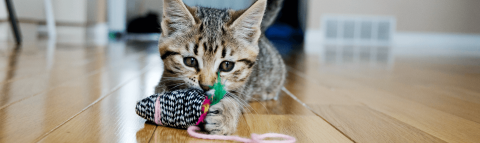 A kitten chews on a string toy