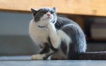 A grey and white cat scratches under its chin