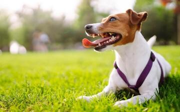 A panting dog