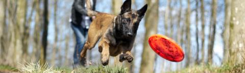 A dog jumps after a frisbee