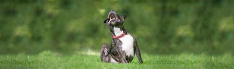 A dog scratches itself in the park