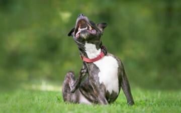 A dog scratches itself in the park